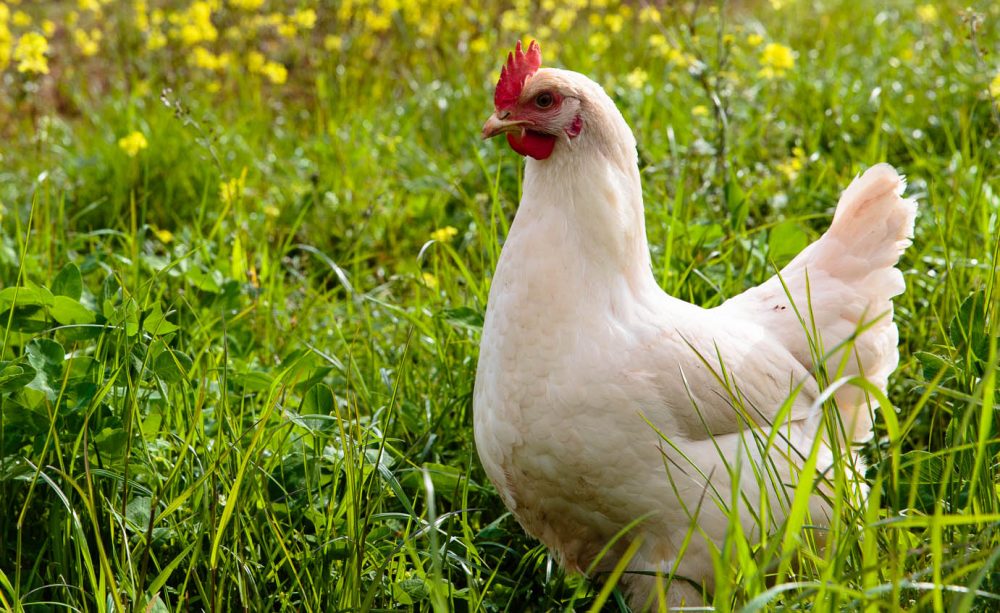 white hen stood in a grass meadow