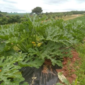 A close up shot of a row of courgette plants growing in a field